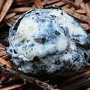Chamonixia caespitosa (borowiczka niebieszczejąca)