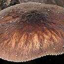 Pluteus umbrosus (drobnołuszczak czarnożyłkowy)