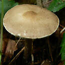 Melanoleuca friesii (ciemnobiałka bezowoszara)
