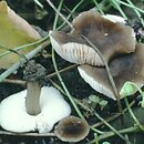 Pluteus podospileus (drobnołuszczak fioletowoczarniawy)