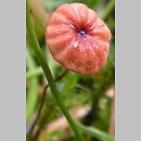 Marasmius curreyi (twardzioszek czerwonobrązowy)