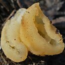 Peziza vesiculosa (kustrzebka pęcherzykowata)