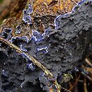 Terana caerulea (pięknoskórnik modry)