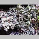 Cladonia fimbriata (chrobotek strzępiasty)