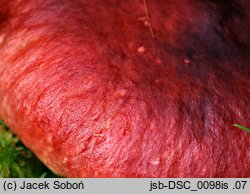 Russula rhodopus (gołąbek czerwononogi)