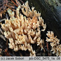 Phaeoclavulina abietina (koralówka zielonawa)