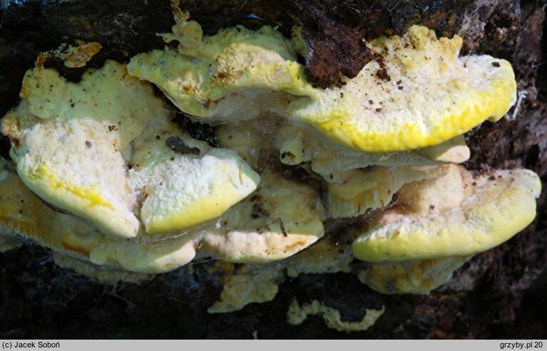 Antrodiella serpula (jamkóweczka żółtawa)