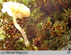 Lichenomphalia hudsoniana (pępówka żółtofiołkowa)