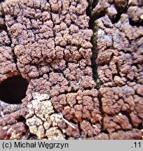 Placynthiella icmalea (ziarniak drobny)