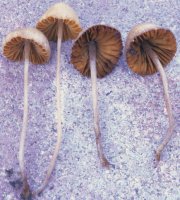 Unidentified-Cortinarius