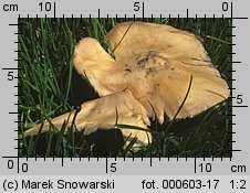 Stropharia rugosoannulata (pierścieniak uprawny)