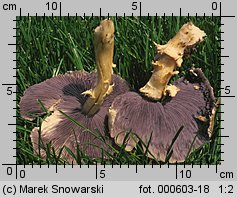 Stropharia rugosoannulata (pierścieniak uprawny)