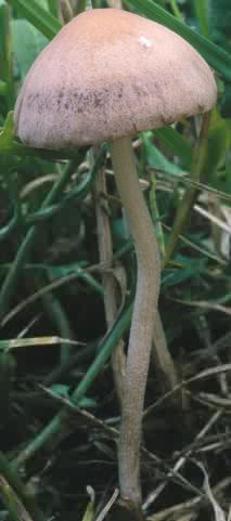 Panaeolus foenisecii (kołpaczek szorstkozarodnikowy)