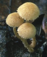 Unidentified-Agaricus-etc (niezidentyfikowane)