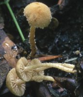 Unidentified-Agaricus-etc (niezidentyfikowane)