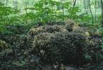 Coprinellus disseminatus (czernidłak gromadny)