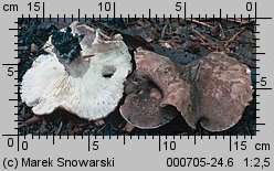 Tricholoma pardinum (gąska tygrysia)