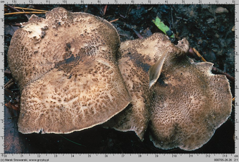 Tricholoma pardinum (gąska tygrysia)