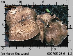 Tricholoma pardinum (gąska tygrysia)