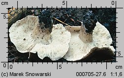 Tricholoma pardinum (gąska tygrysia)