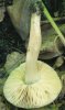 Entoloma rhodopolium (dzwonkÃ³wka szara)