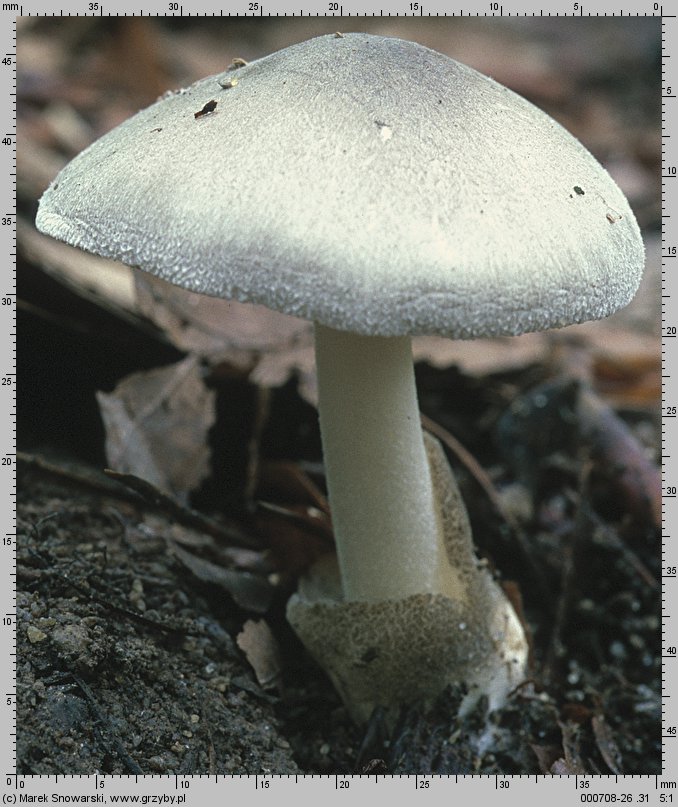 Volvariella volvacea (pochwiak wielkopochwowy)