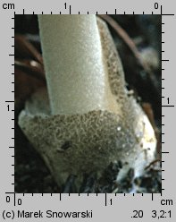 Volvariella volvacea (pochwiak wielkopochwowy)