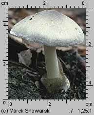 Volvariella volvacea (pochwiak wielkopochwowy)