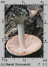 Volvariella volvacea (pochwiak wielkopochwowy)