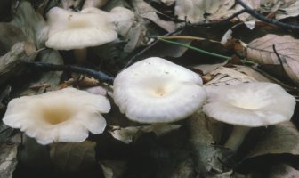 Unidentified-Tricholomataceae (niezidentyfikowane)