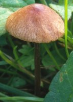 Unidentified-Cortinarius