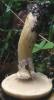 Suillus viscidus (maślak lepki)