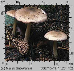 Volvariella volvacea (pochwiak wielkopochwowy)