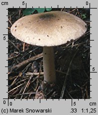 Volvariella volvacea (pochwiak wielkopochwowy)