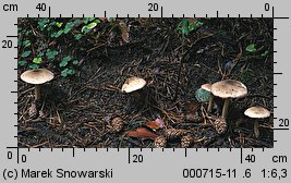 Volvariella volvacea (pochwiak wielkopochwowy)