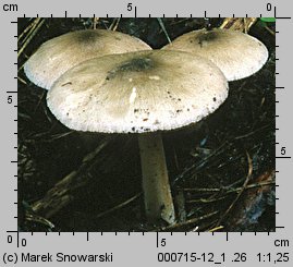 Volvariella volvacea (pochwiak wielkopochwowy)