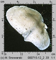 Volvariella volvacea (pochwiak wielkopochwowy)