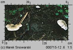 Volvariella volvacea (pochwiak wielkopochwowy)