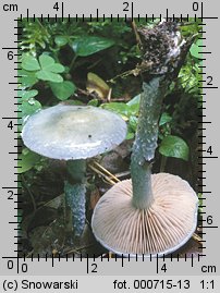 Stropharia caerulea (pierścieniak niebieskawy)