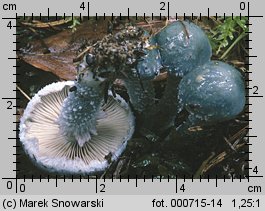 Stropharia caerulea (pierścieniak niebieskawy)