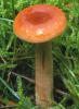 Lactarius thejogalus (mleczaj siarkowy)