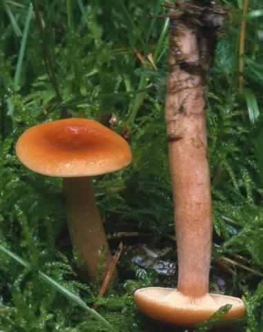 Lactarius thejogalus (mleczaj siarkowy)