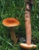 Lactarius thejogalus (mleczaj siarkowy)