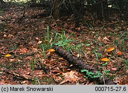 Suillus grevillei (maślak żółty)