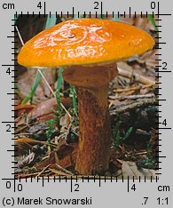 Suillus grevillei (maślak żółty)