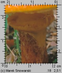 Suillus grevillei (maślak żółty)