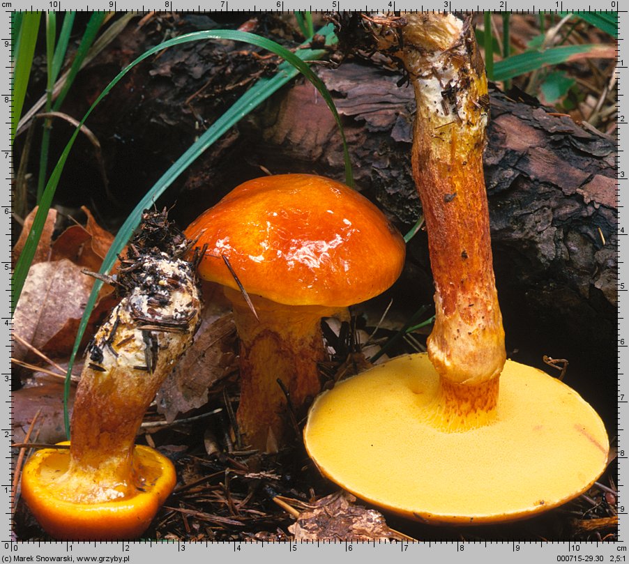 Suillus grevillei (maślak żółty)