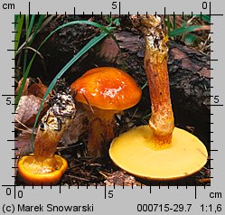 Suillus grevillei (maślak żółty)