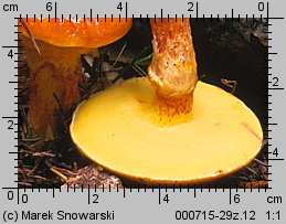 Suillus grevillei (maślak żółty)