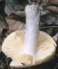 Unidentified-Russula